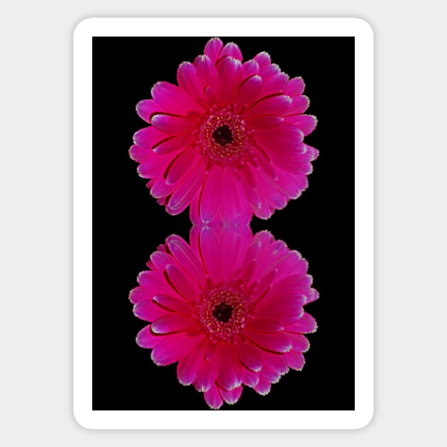 Hot Pink Gerbera Sticker by avrilharris